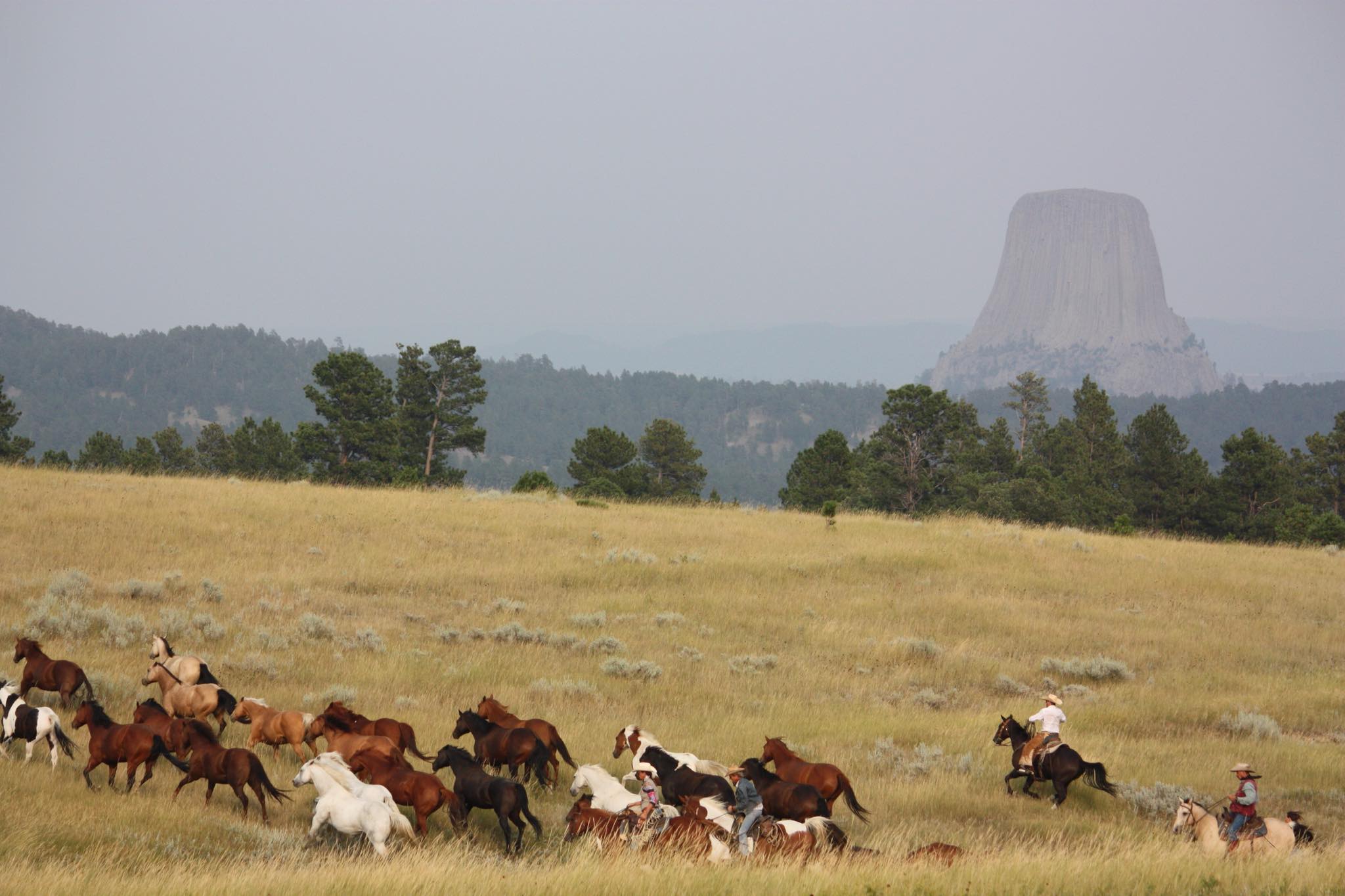 Image Usa : Séjour en ranch et travail du bétail à cheval dans le Wyoming
