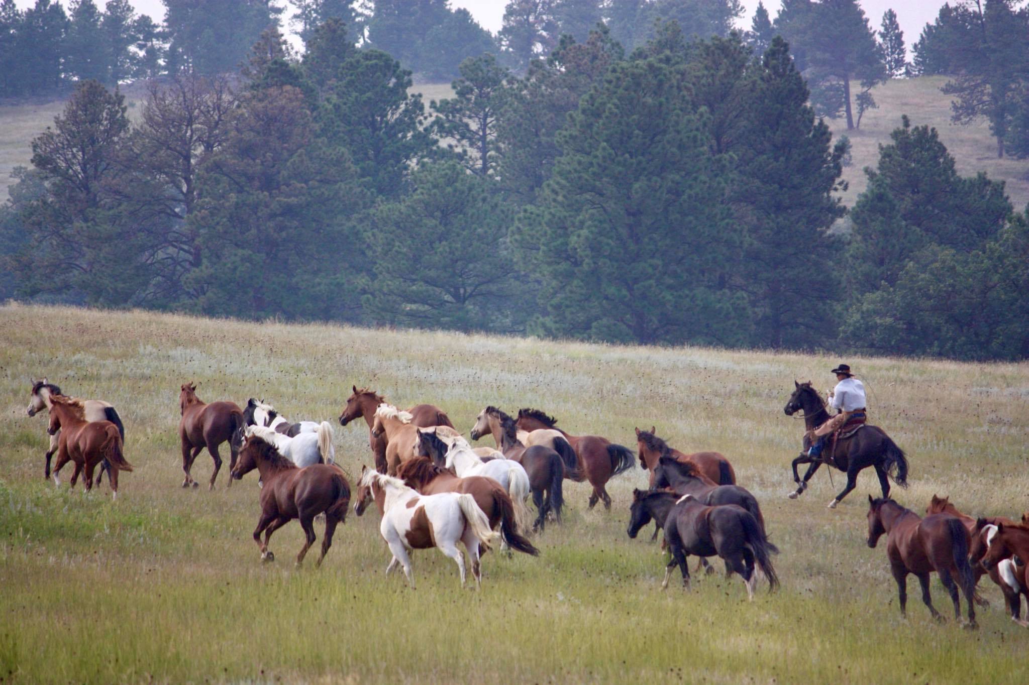 Image Usa : Séjour en ranch et travail du bétail à cheval dans le Wyoming