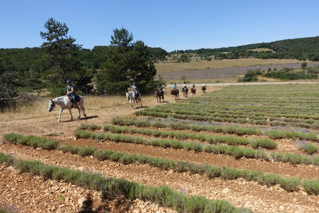 Voyage à cheval en PROVENCE