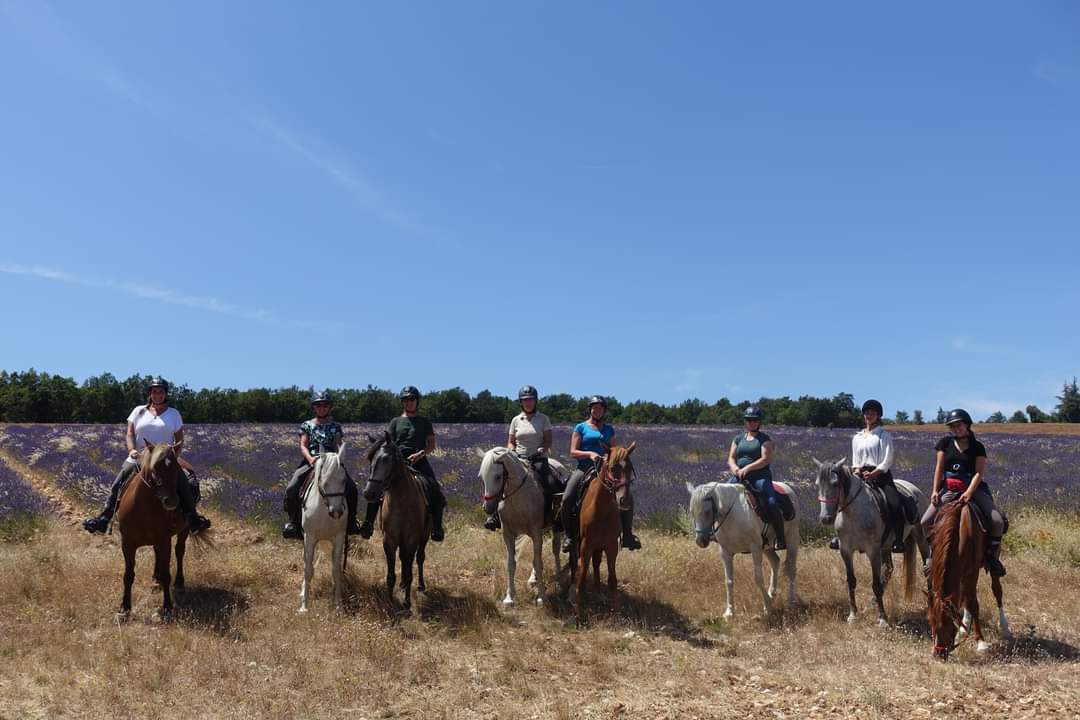 Image La route de la lavande, voyage à cheval du Luberon à la Drôme Provençale