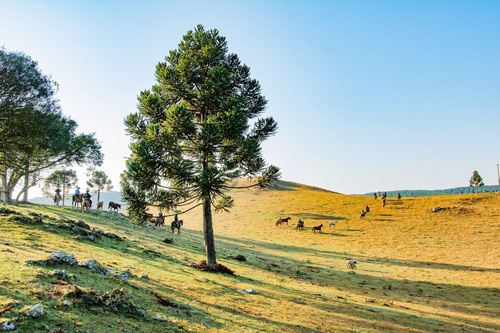 Image Brésil : Randonnée à cheval avec les gauchos