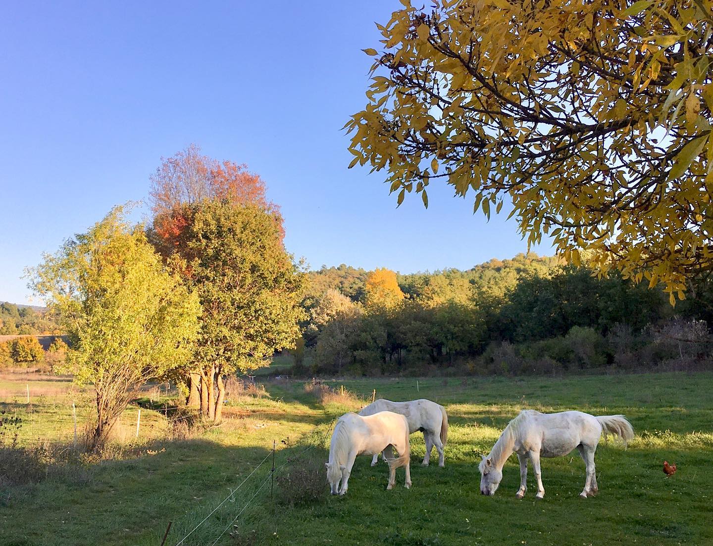 Image Trois jours en rando à cheval entre Durance et Luberon