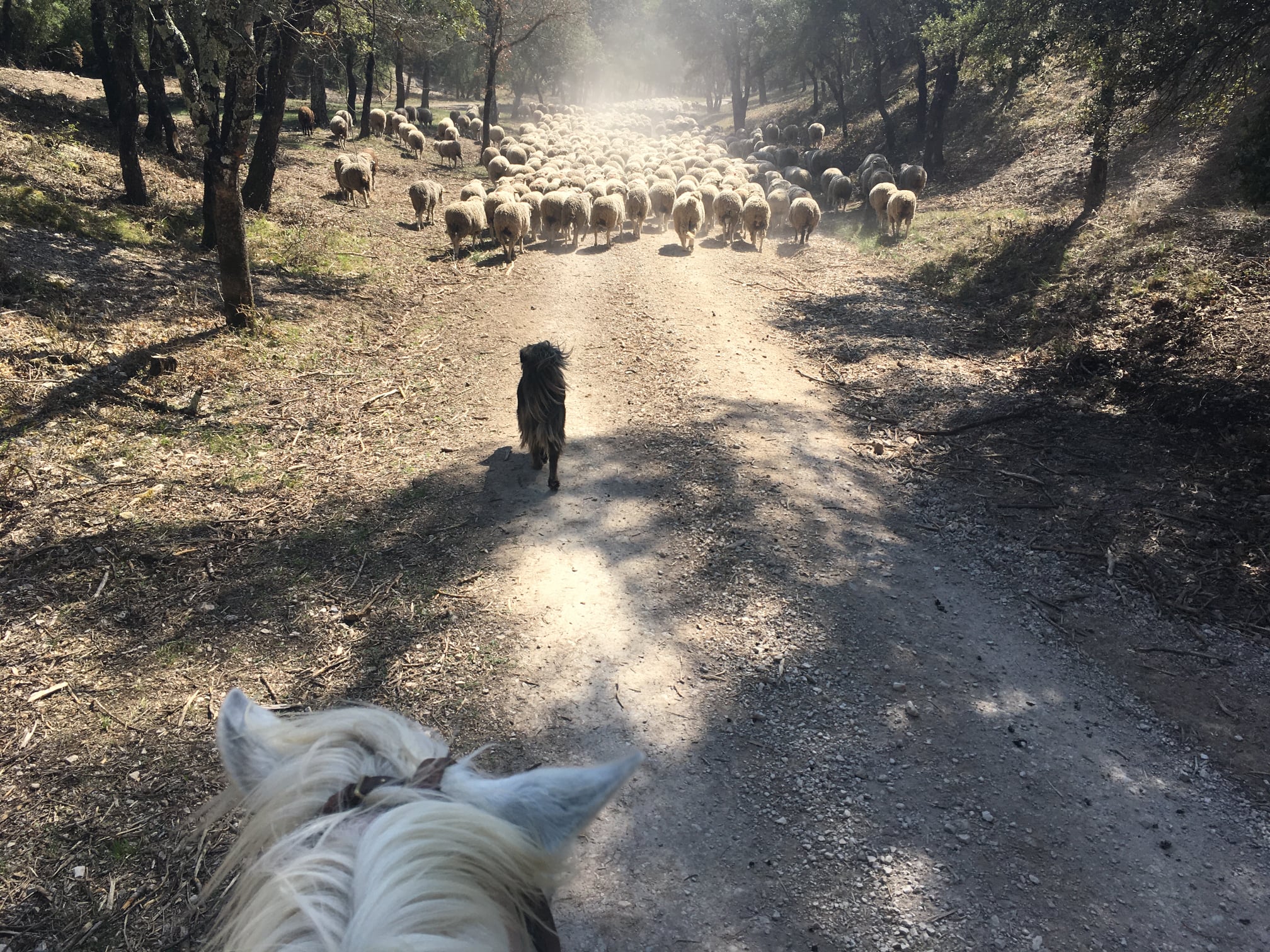 Image Trois jours en rando à cheval entre Durance et Luberon