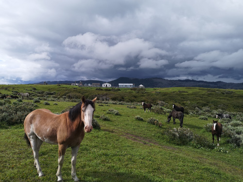 Image Argentine : La Patagonie à cheval