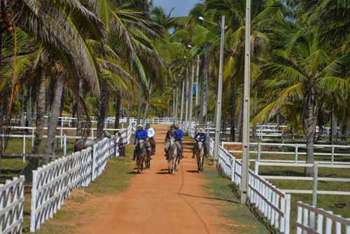 Image Brésil : Plages et cocotiers à cheval