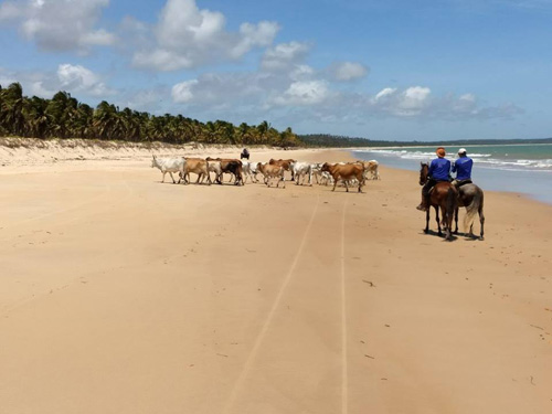 Image Brésil : Plages et cocotiers à cheval