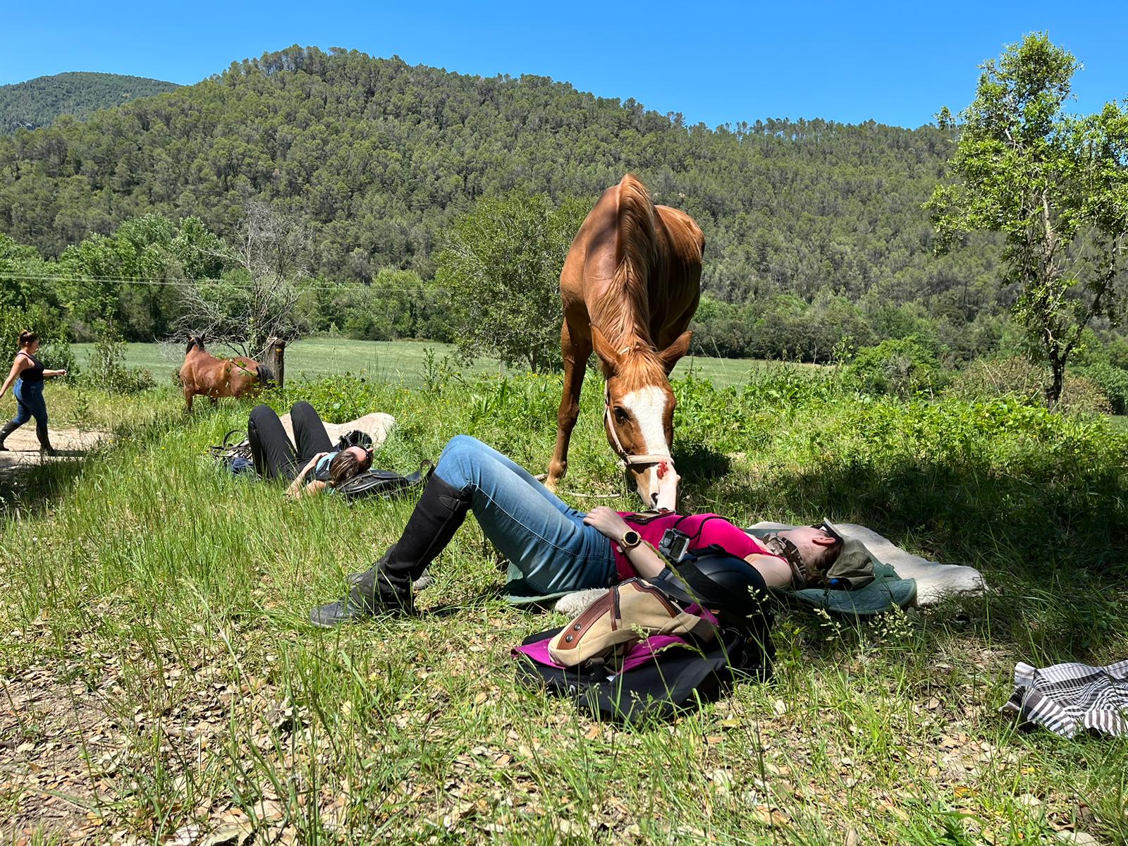 Image Espagne : Transhumance du bétail en Catalogne