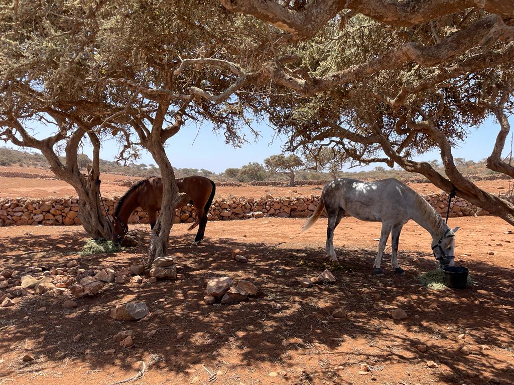 Image Découverte de la rando à cheval et du Maroc