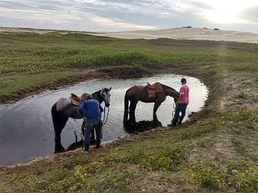 Image Brésil : Plages et cocotiers à cheval