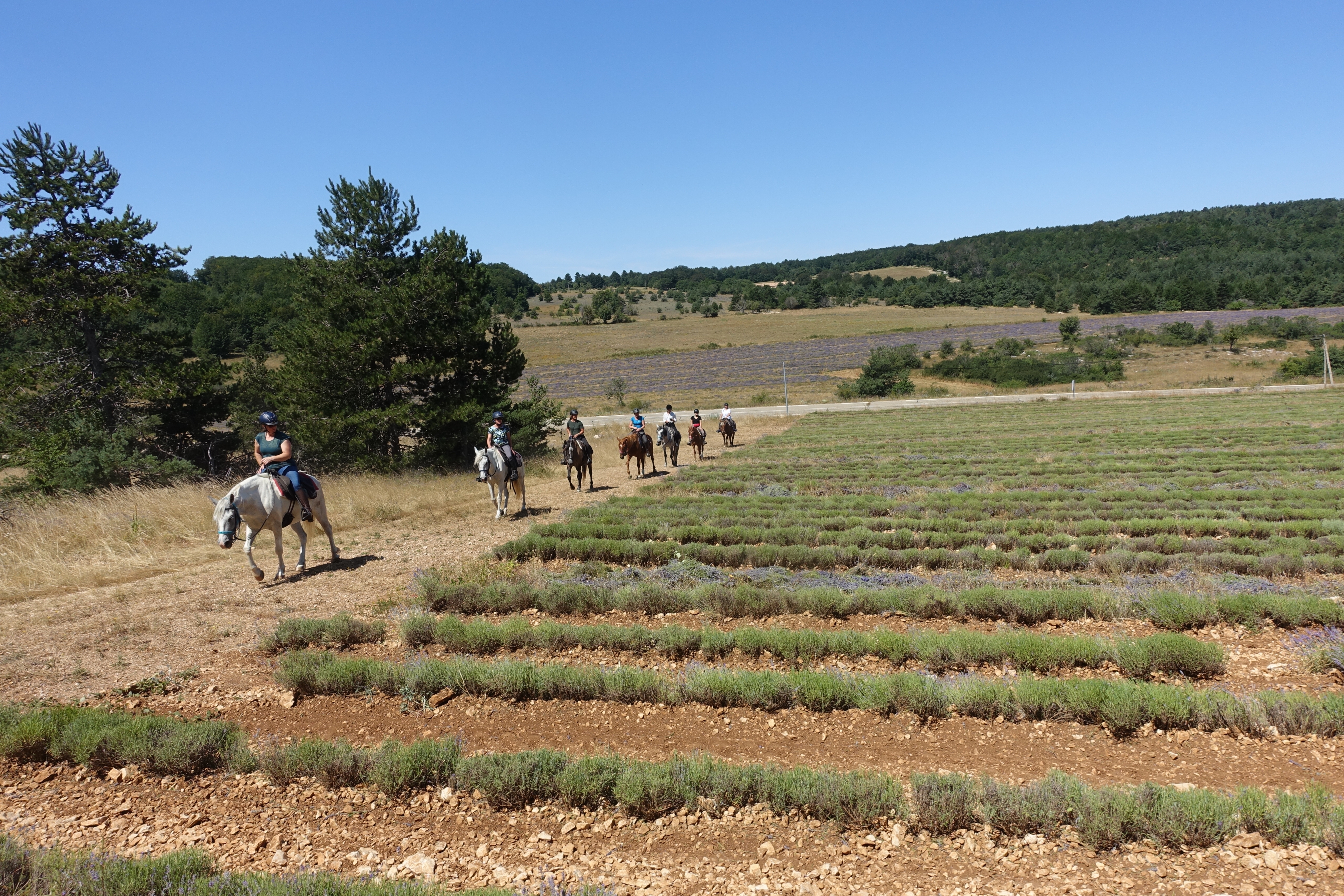 Voyage à cheval en PROVENCE