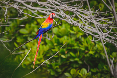 Image Costa Rica : Forêt tropicale à cheval & multi activités