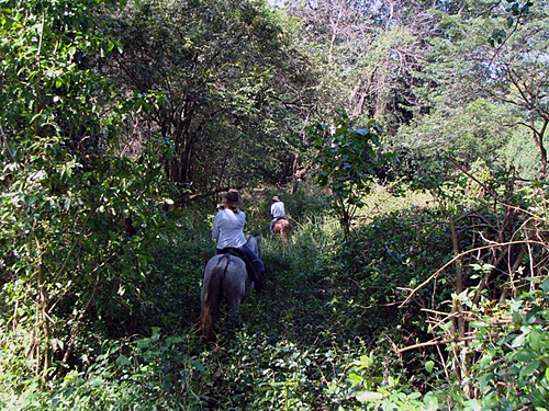 Image Costa Rica : Forêt tropicale à cheval & multi activités