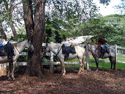 Image Costa Rica : Forêt tropicale à cheval & multi activités