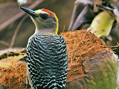 Image Costa Rica : Forêt tropicale à cheval & multi activités
