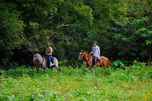 Image Costa Rica : Forêt tropicale à cheval & multi activités