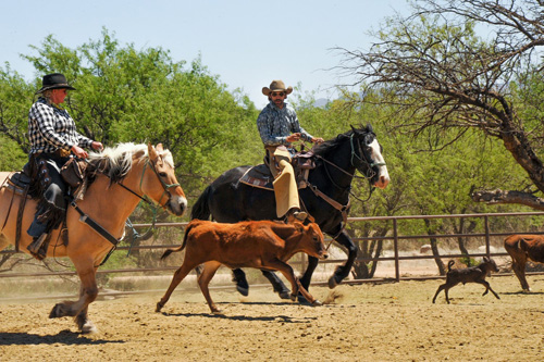Image Usa : Randonnées à cheval et séjour en ranch près de Tombstone en Arizona