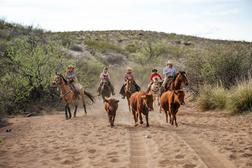 Image Usa : Randonnées à cheval et séjour en ranch près de Tombstone en Arizona