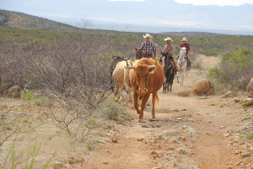 Image Usa : Randonnées à cheval et séjour en ranch près de Tombstone en Arizona