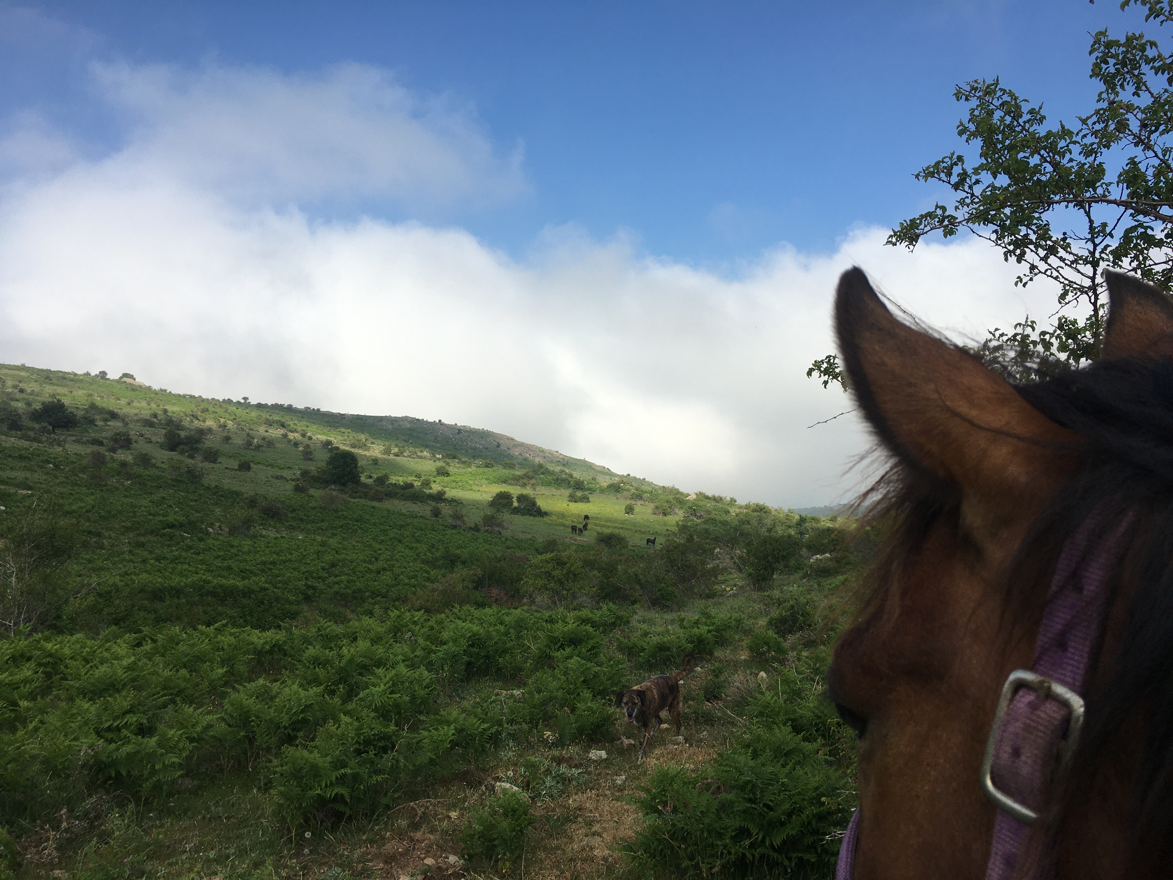 Image Rando à cheval en Corse et Ethologie