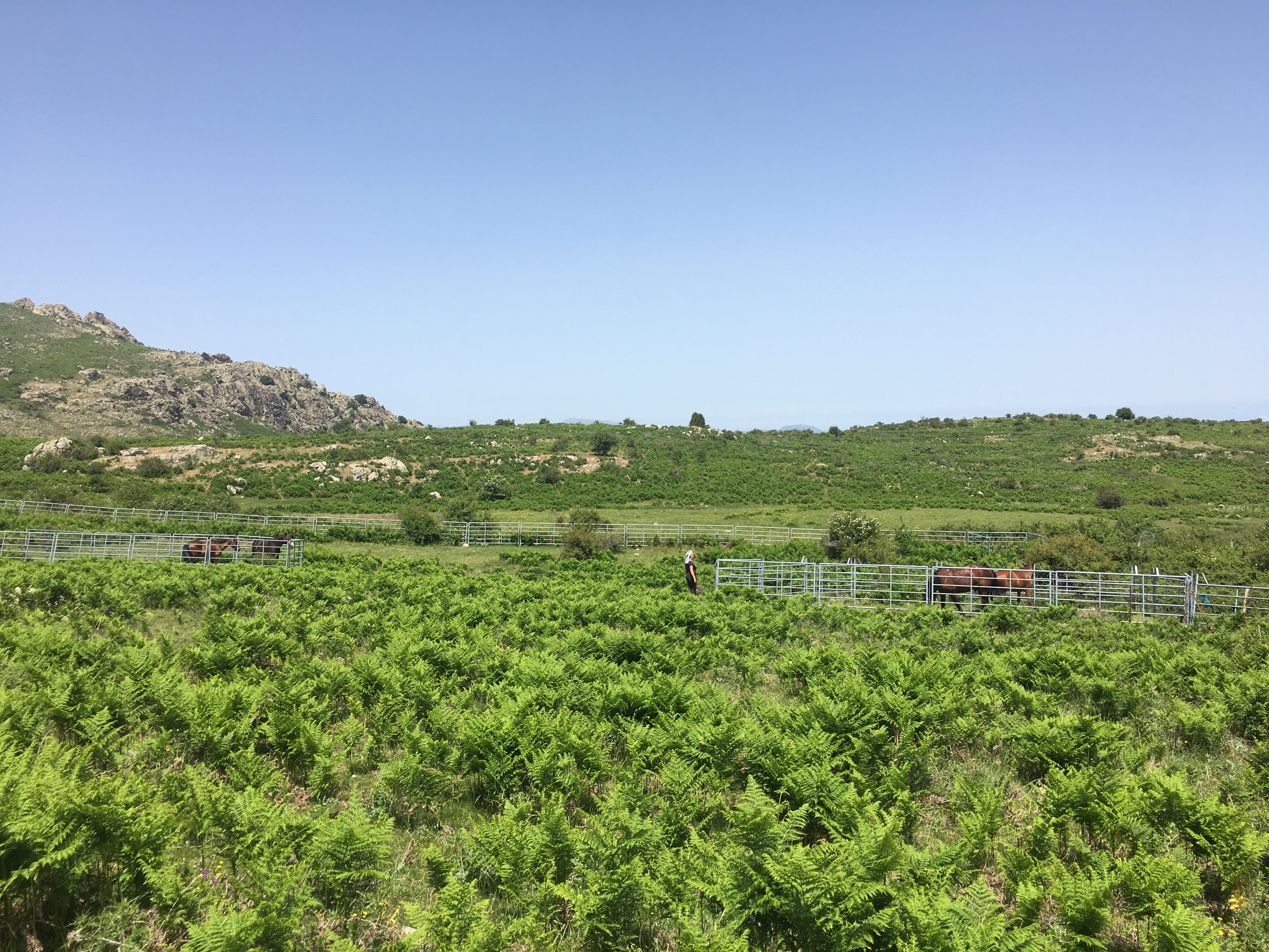 Image Rando à cheval en Corse et Ethologie