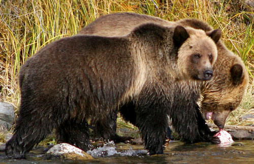 Image Canada : Lacs et montagnes de Colombie Britannique