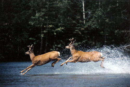 Image Canada : Lacs et montagnes de Colombie Britannique