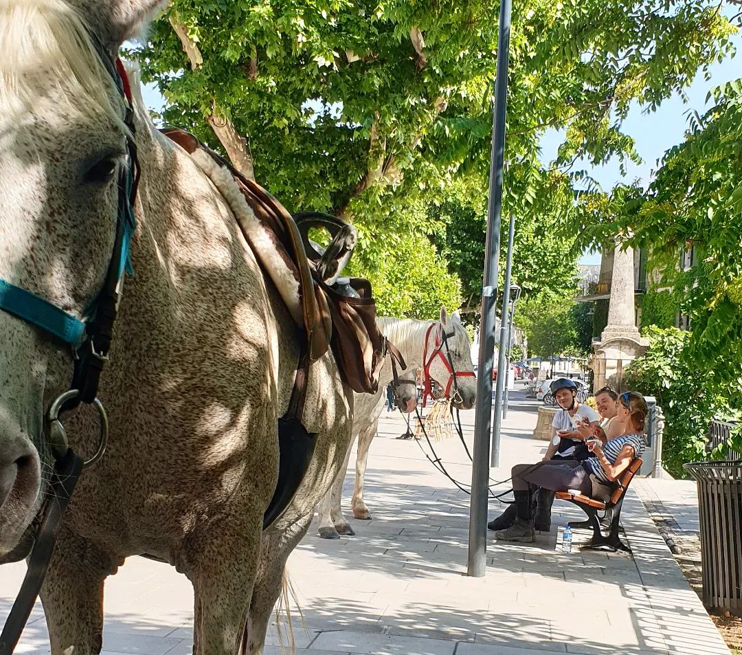 Image Deux semaines de voyage à cheval du Luberon à la Camargue + La Route de la Lavande