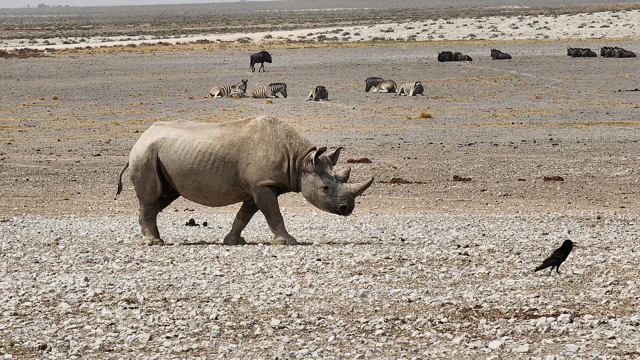 Image Namibie : Safari à cheval au bord du Kalahari