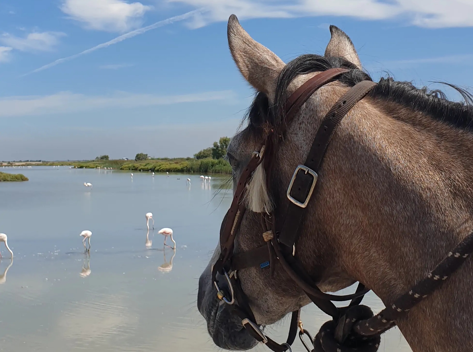 Image Deux semaines de voyage à cheval du Luberon à la Camargue + La Route de la Lavande