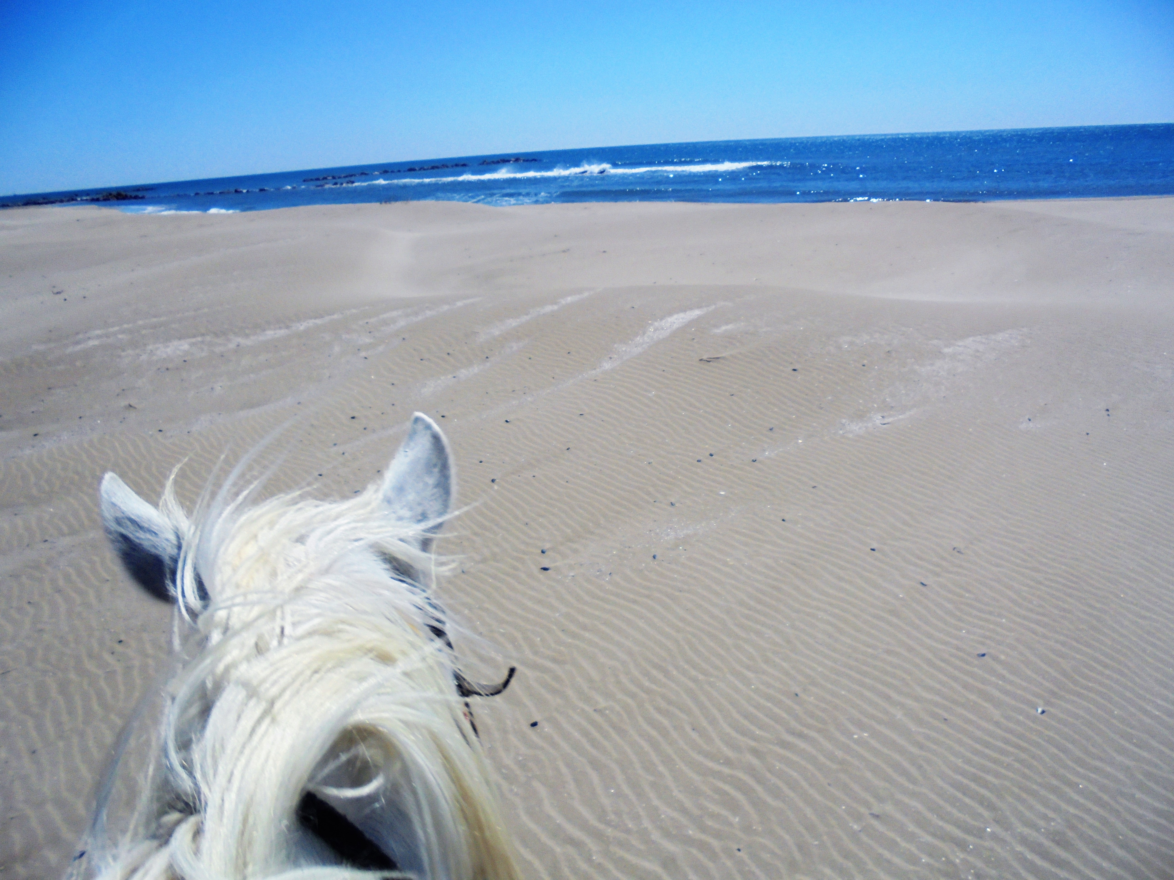 Image Deux semaines de voyage à cheval du Luberon à la Camargue + La Route de la Lavande