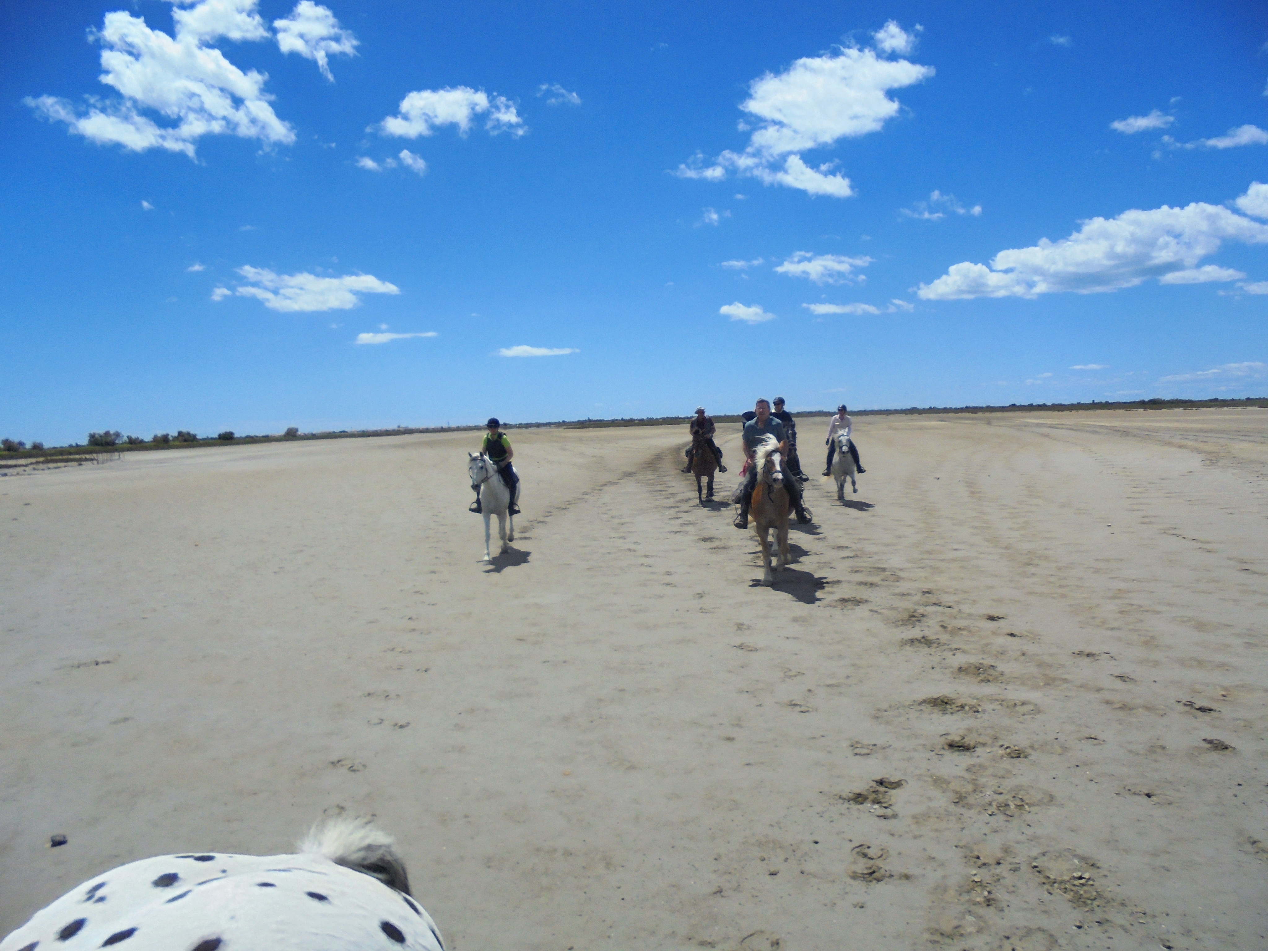 Image Deux semaines de voyage à cheval du Luberon à la Camargue + La Route de la Lavande