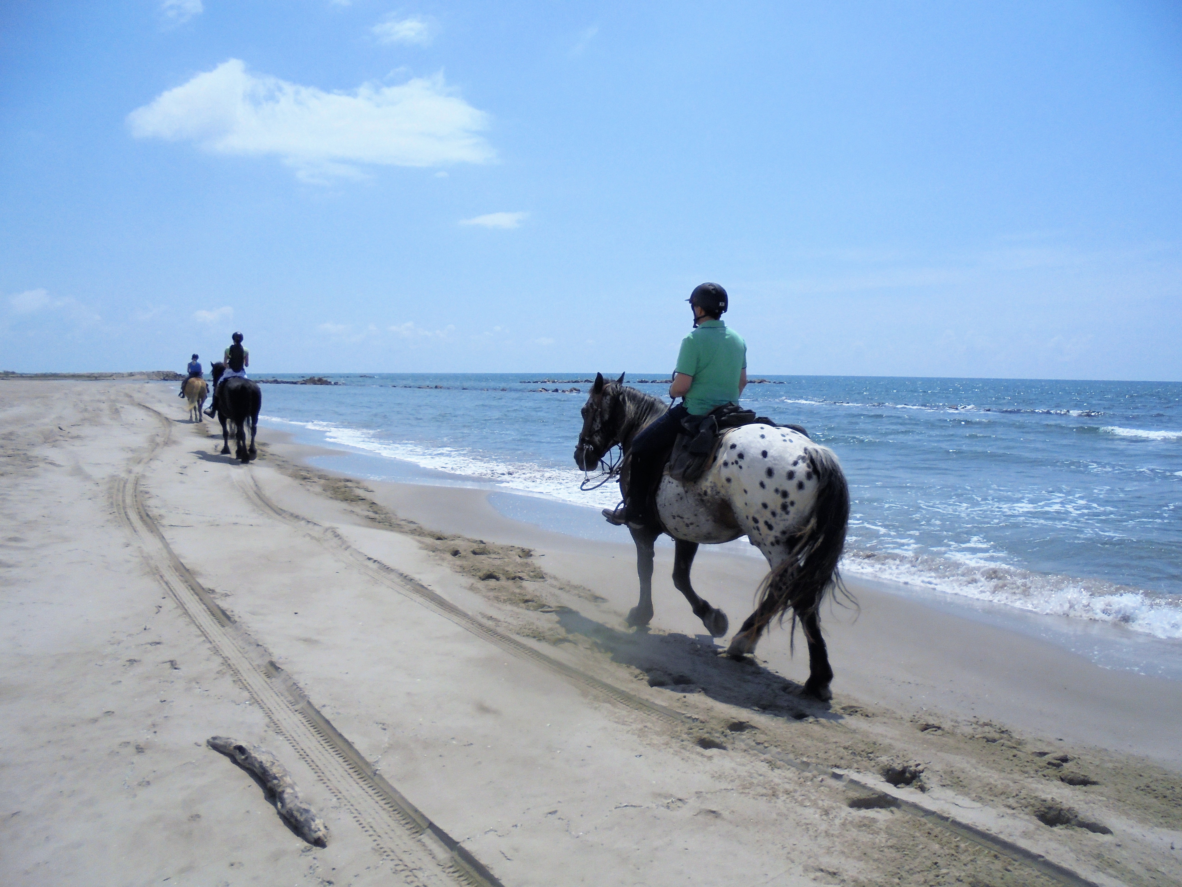 Image Deux semaines de voyage à cheval du Luberon à la Camargue + La Route de la Lavande