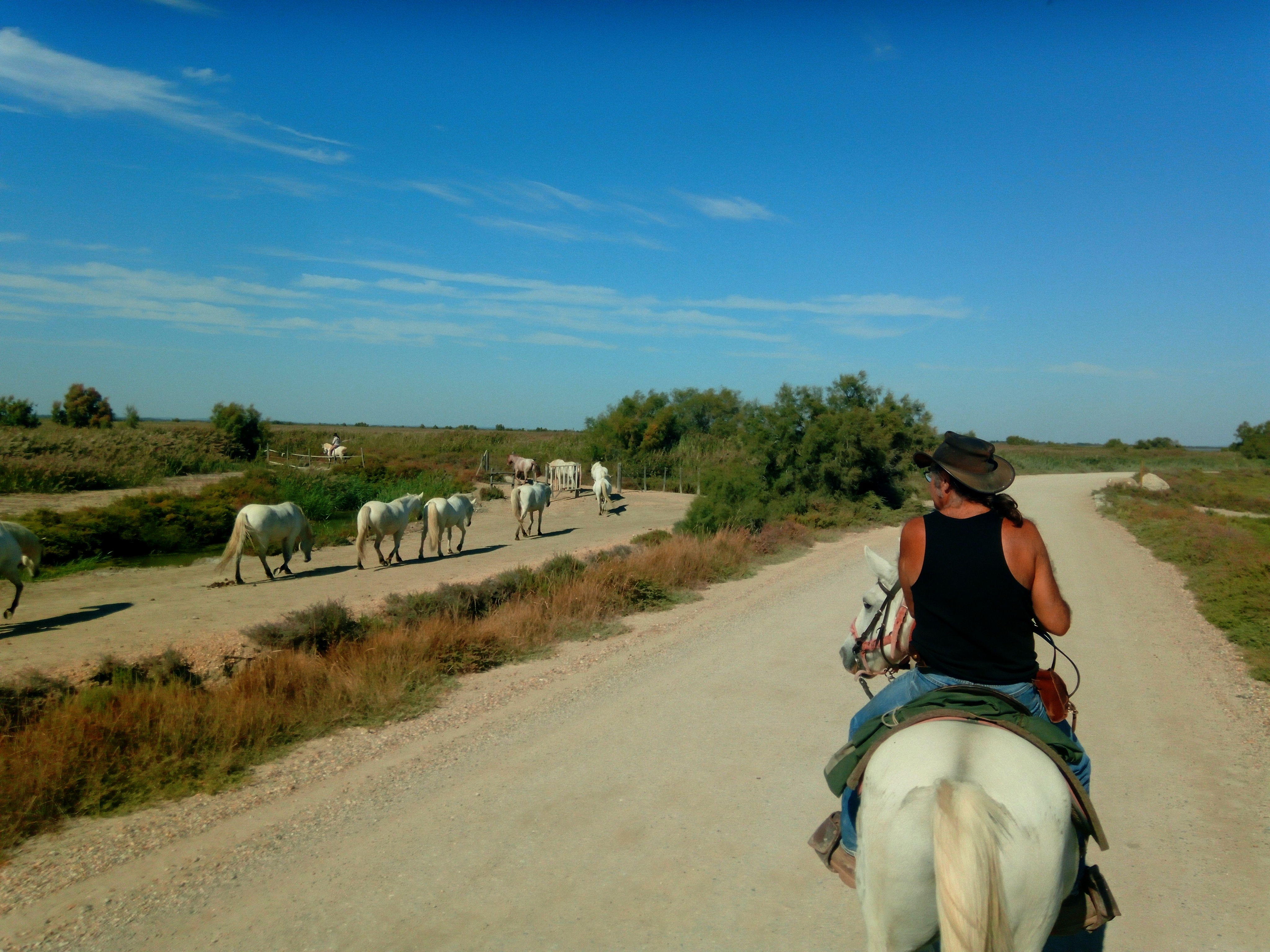 Image Deux semaines de voyage à cheval du Luberon à la Camargue + La Route de la Lavande