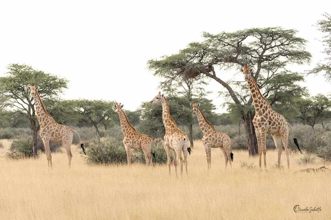Image Namibie : Safari à cheval au bord du Kalahari