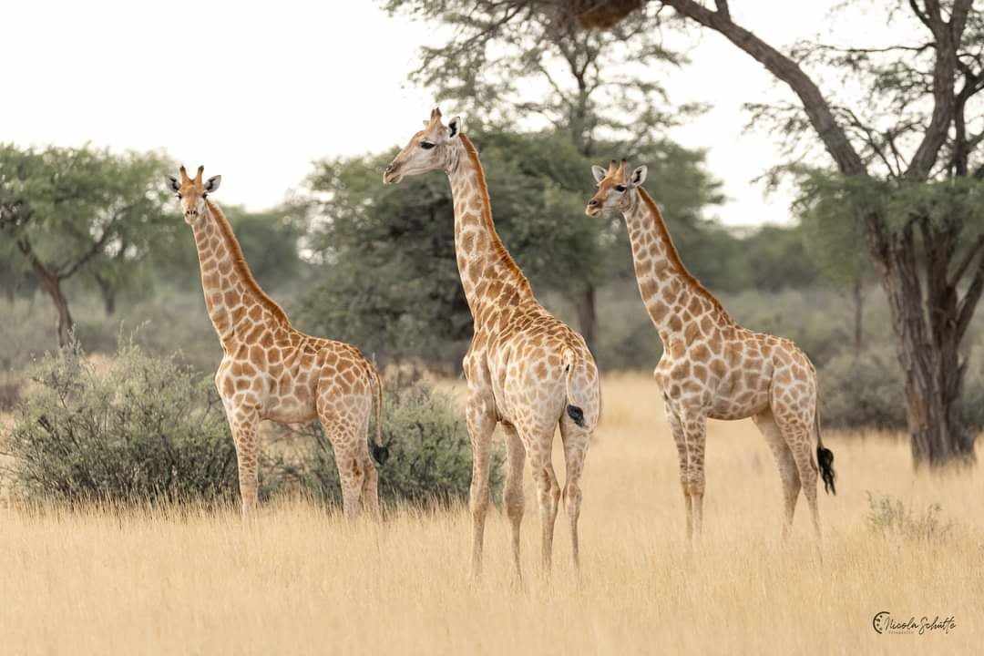 Image Namibie : Safari à cheval au bord du Kalahari