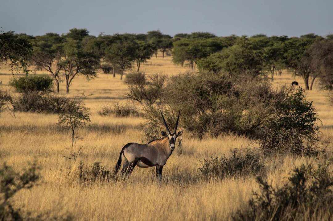 Image Namibie : Safari à cheval au bord du Kalahari
