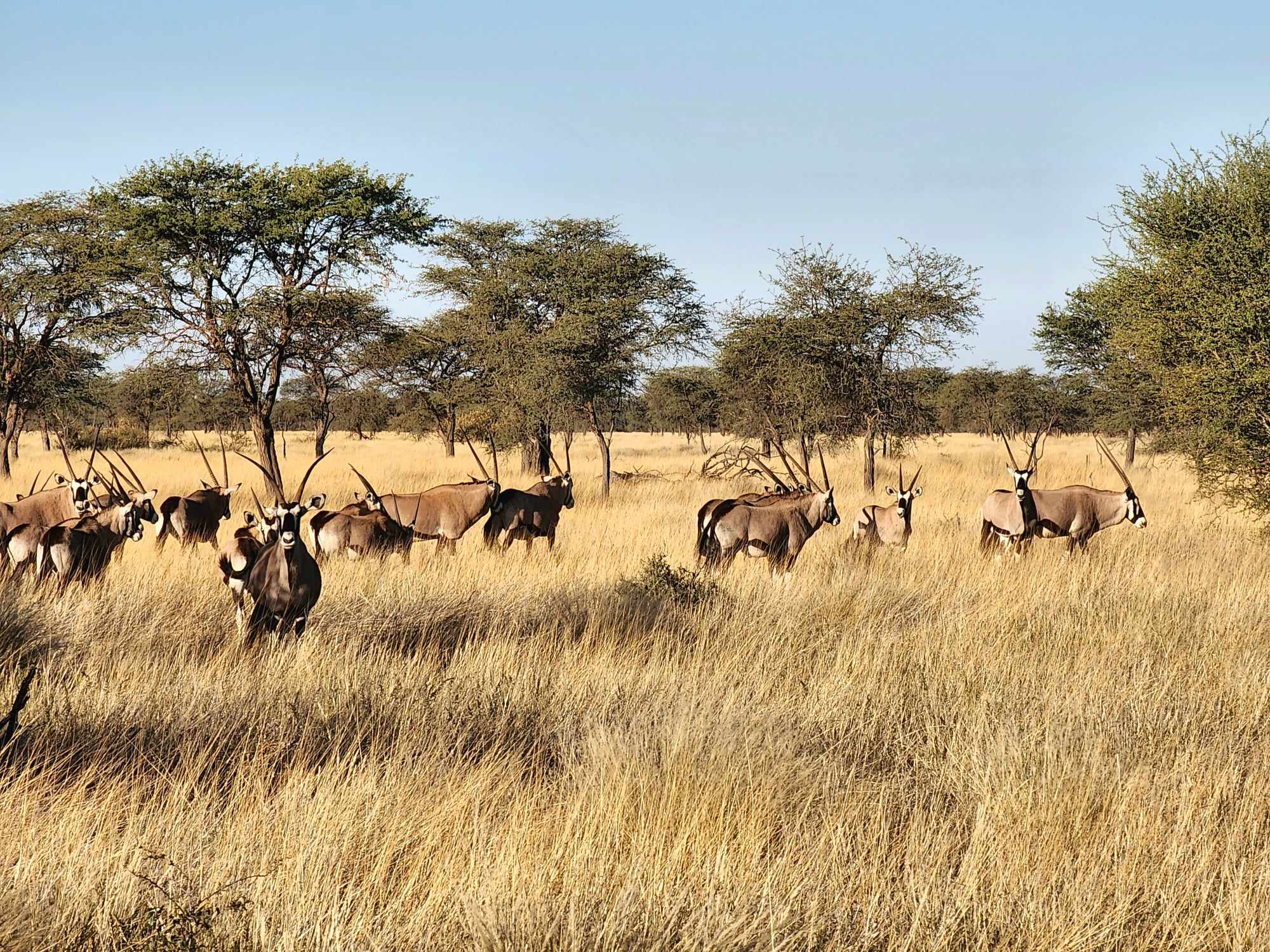 Image Namibie : Safari à cheval au bord du Kalahari