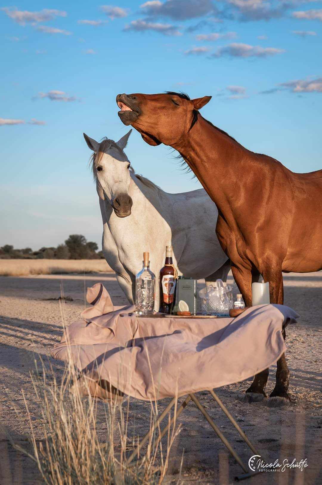 Image Namibie : Safari à cheval au bord du Kalahari