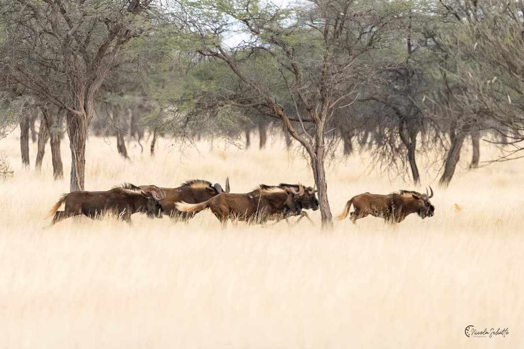 Image Namibie : Safari à cheval au bord du Kalahari