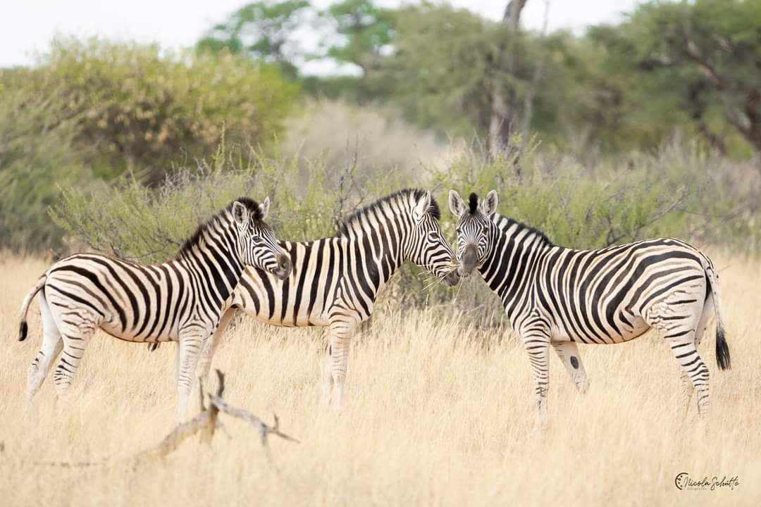 Image Namibie : Safari à cheval au bord du Kalahari