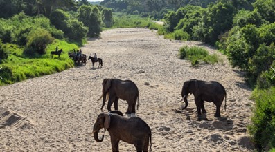 Image Afrique du Sud : Les Big Five du Kruger