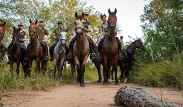 Image Afrique du Sud : Les Big Five du Kruger