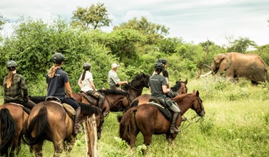 Image Afrique du Sud : Les Big Five du Kruger