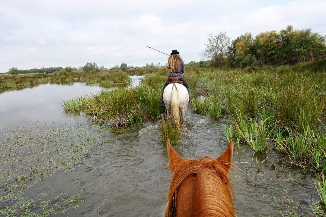 Image Deux semaines de voyage à cheval du Luberon à la Camargue + La Route de la Lavande
