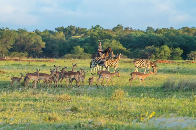 Image Afrique du Sud : Safari "Découverte" à cheval