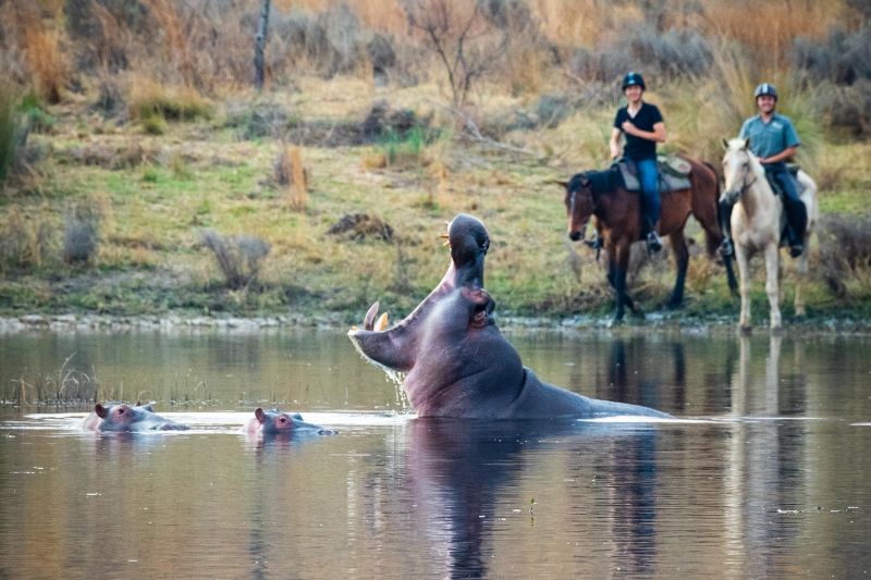 Image Afrique du Sud : Safari "Découverte" à cheval