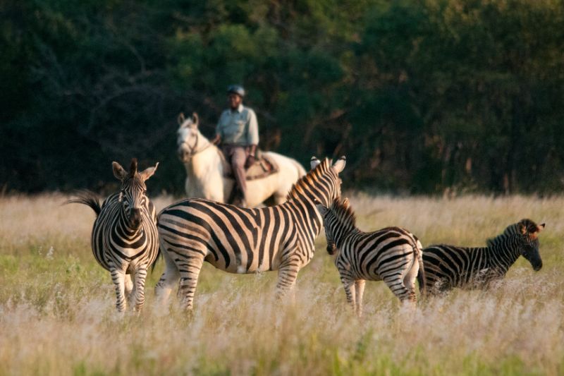 Image Afrique du Sud : Safari "Découverte" à cheval