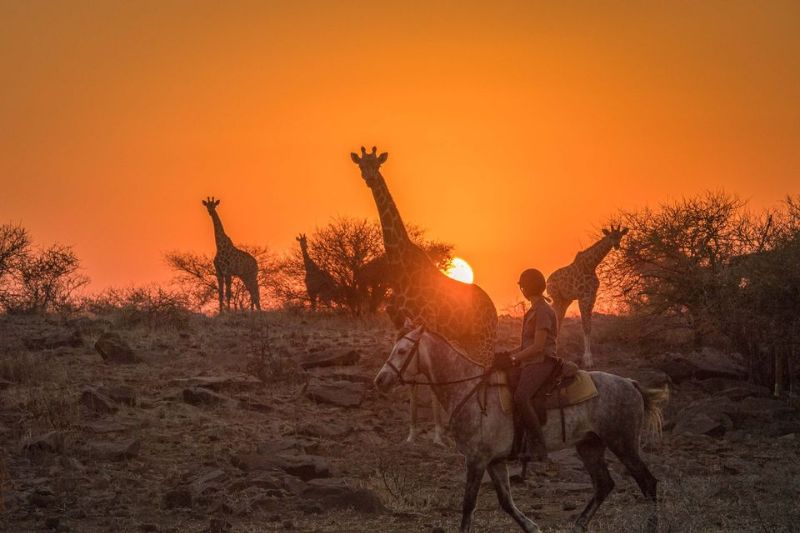 Image Afrique du Sud : Safari "Découverte" à cheval