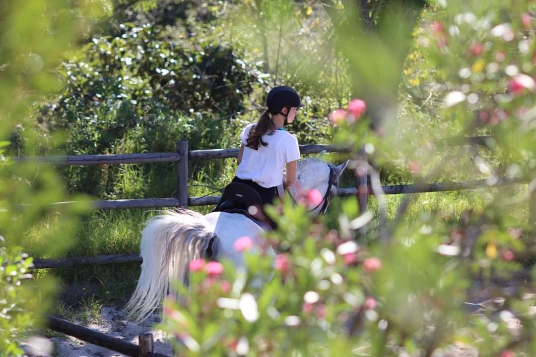 Image Stage de dressage et d'équitation Portugaise au Portugal