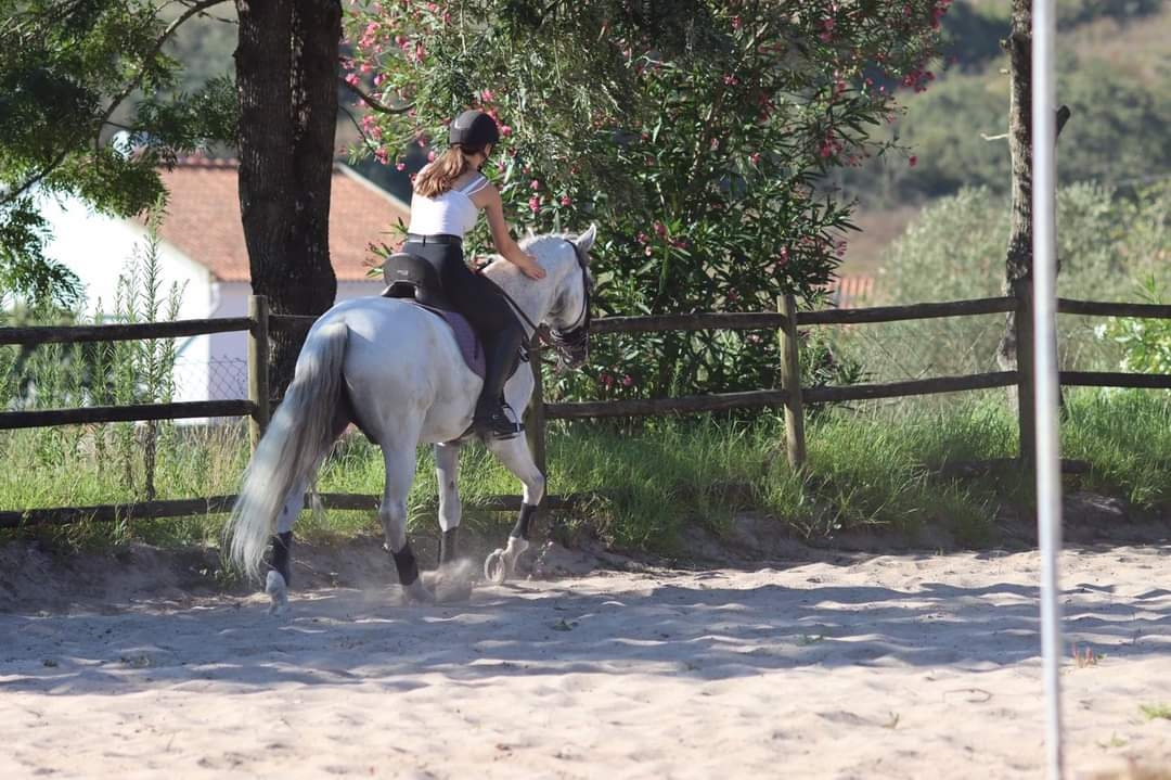 Image Stage de dressage et d'équitation Portugaise au Portugal